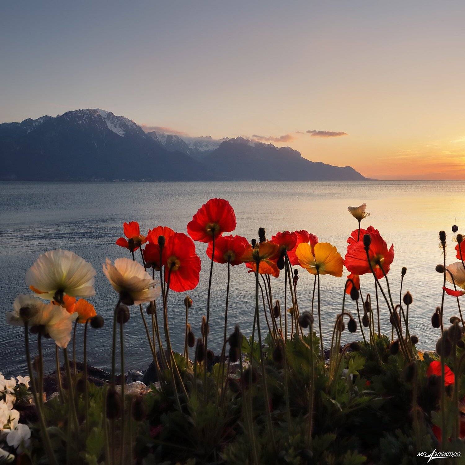 swiss, Матвеев Николай