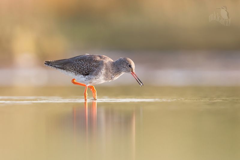 Red shank фото превью
