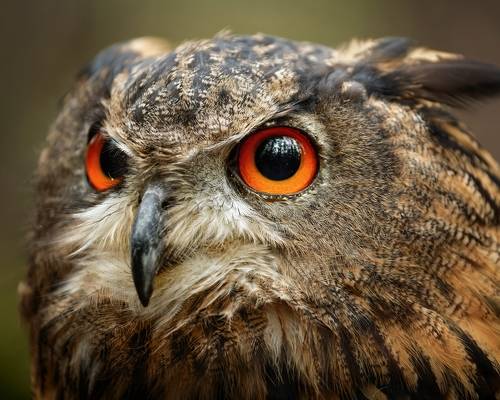 Eagle Owl