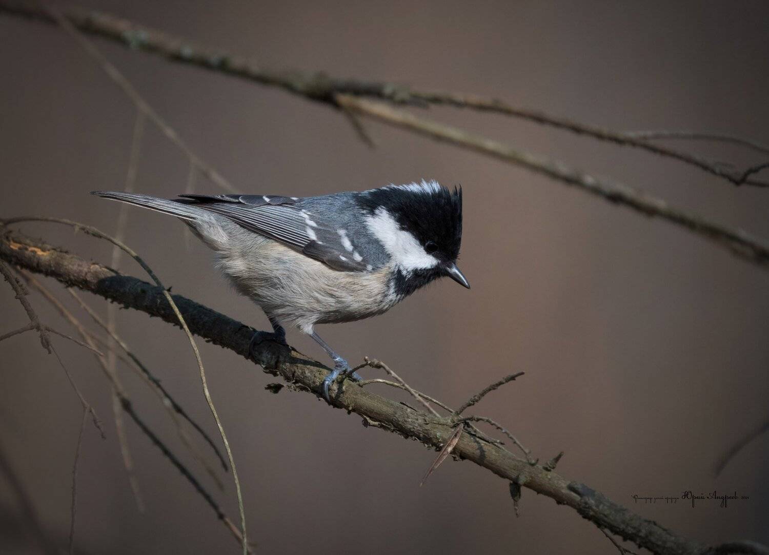 московка, синица, лес, Юрий Андреев