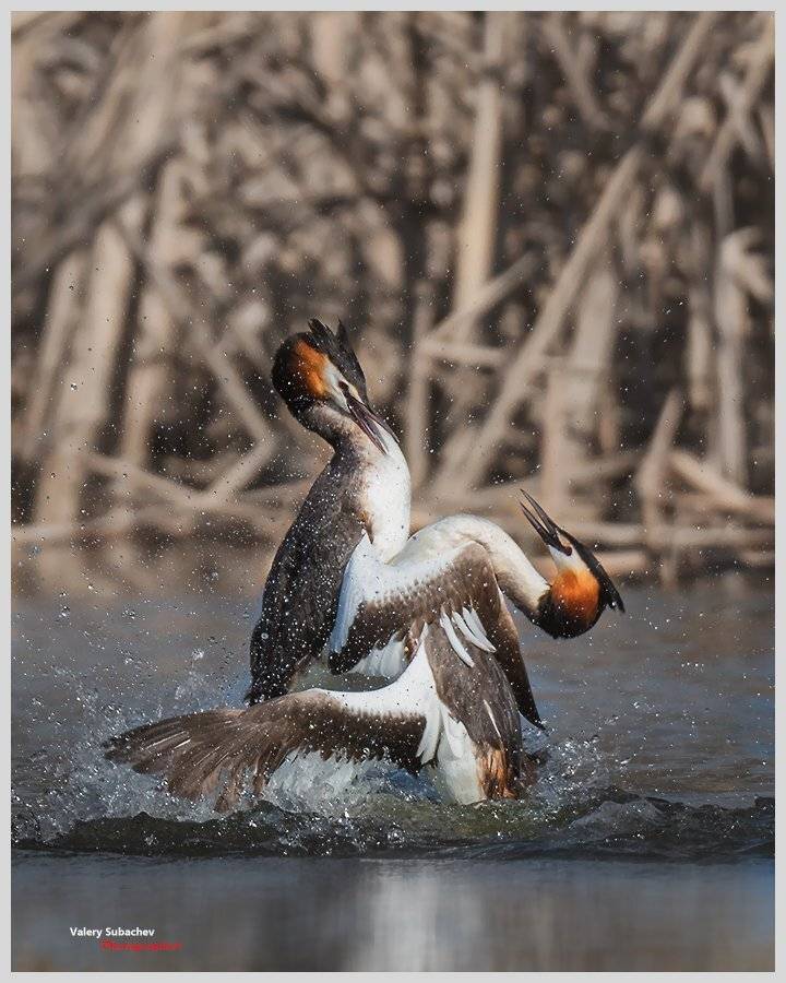 , Валерий Субачев