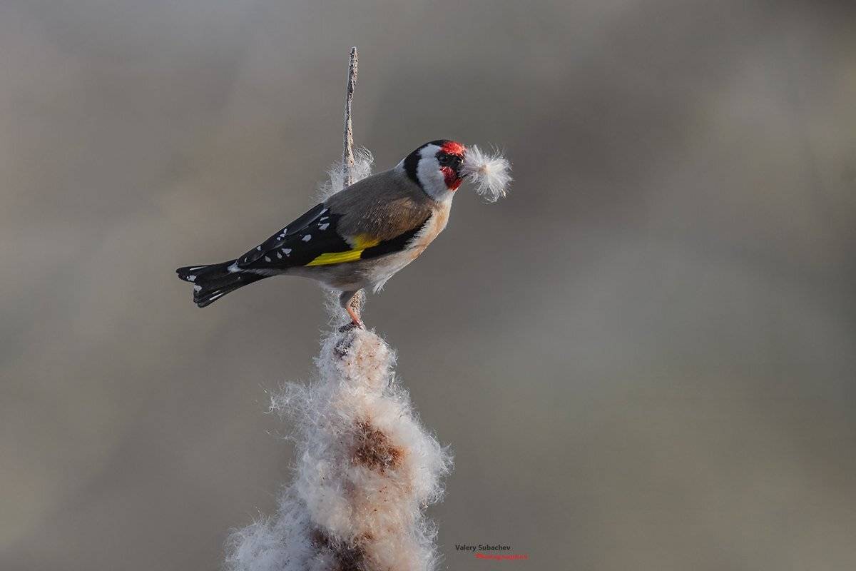 , Валерий Субачев