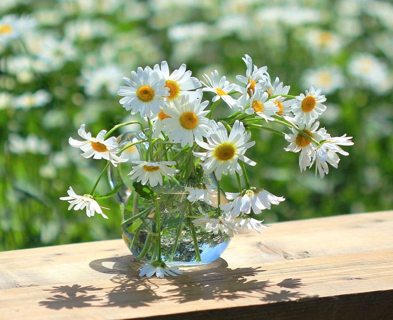 натюрморт, фотонатюрморт, лето, ромашки, наталья казанцева Ромашковое лето фото превью