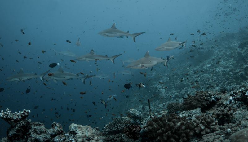 Патруль фото превью