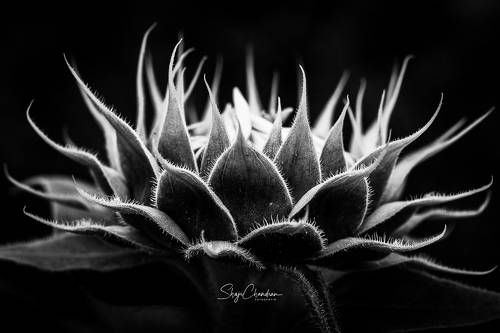 The sun Flower