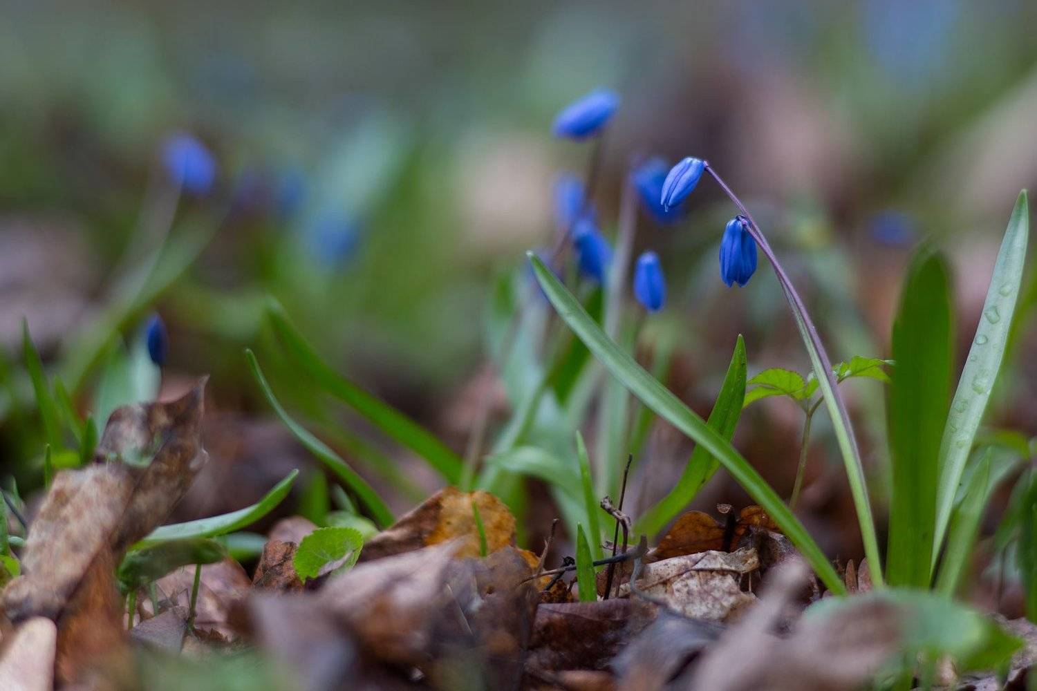 ,  Александр