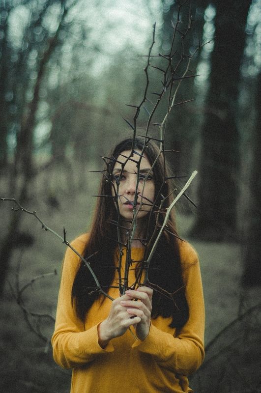 acacia  фото превью