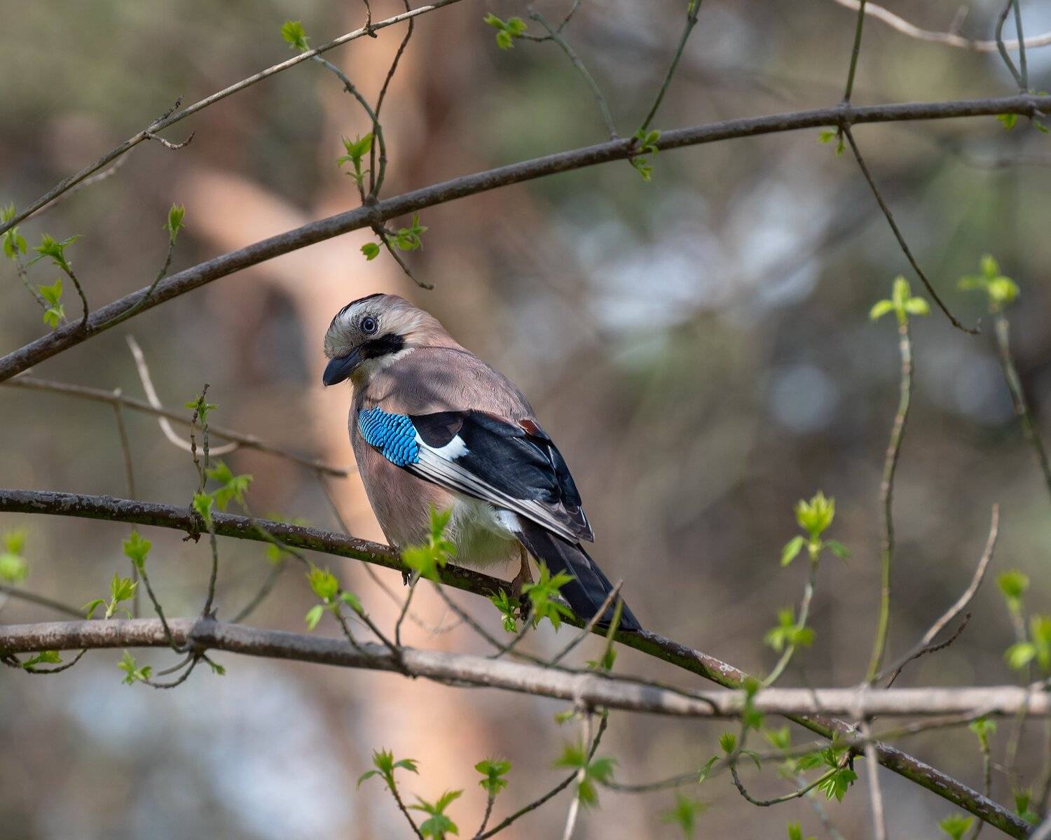 сойка, Алексей Рыльский