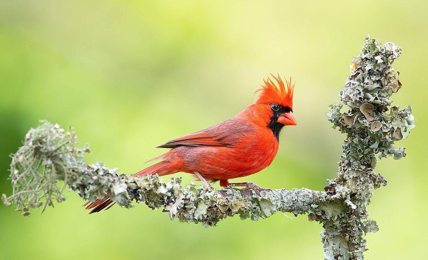 красный кардинал, northern cardinal, cardinal,кардинал, Elizabeth Etkind