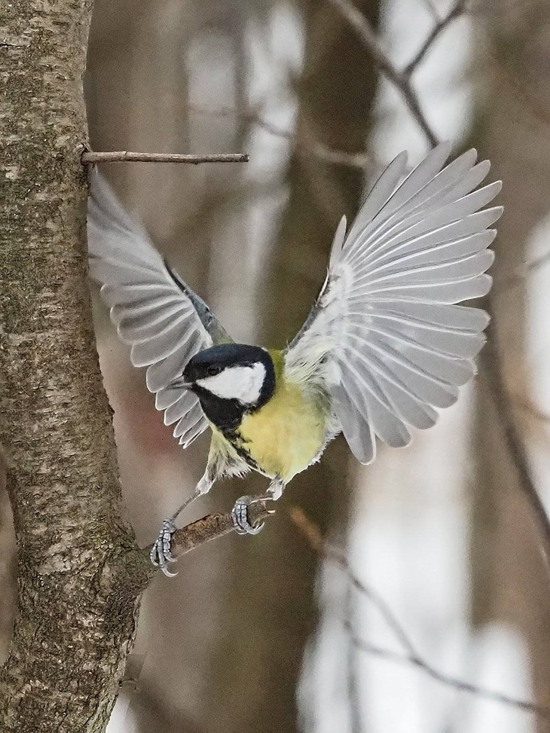 , Сергей Духанин