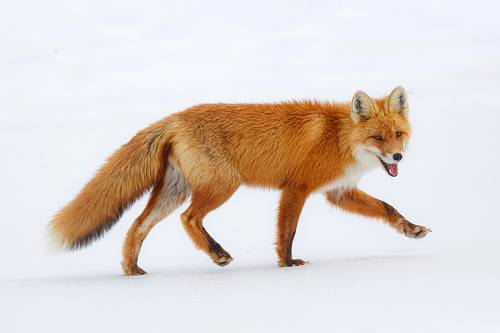 Иду за Весной