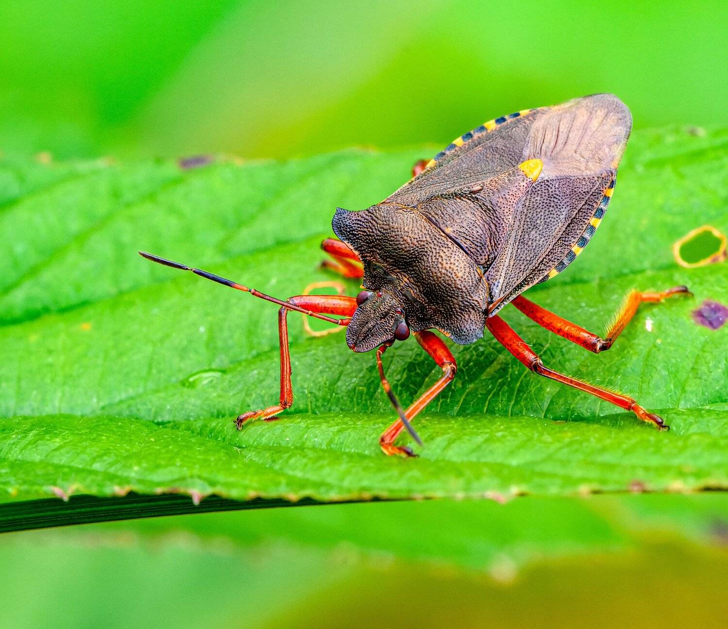 green;, spiked, shieldbug;, animal;, background;, bug;, close-up;, closeup;, detail;, details;, insect;, insectanimal;, leaf;, life;, macro;, macrophotography;, micro;, natural;, nature;, no, people;, plant;, red, legs;, wild, life;,  Mykhailo