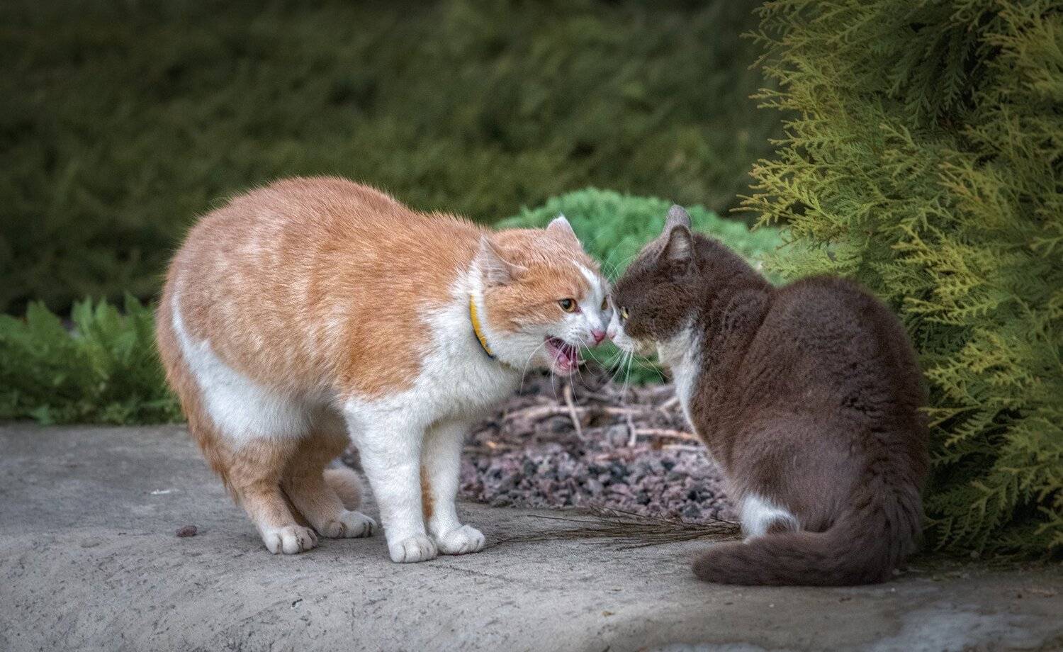 , Юрий Юрьев