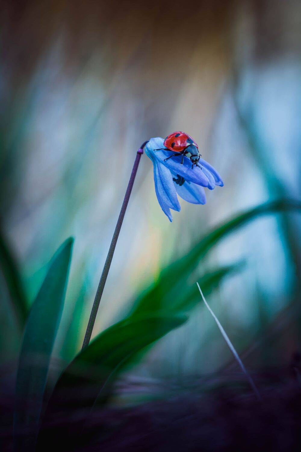 , Роман Зайцев