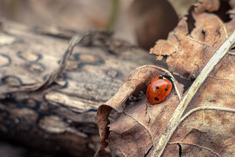 #макро #божьякоровка Пробуждение фото превью