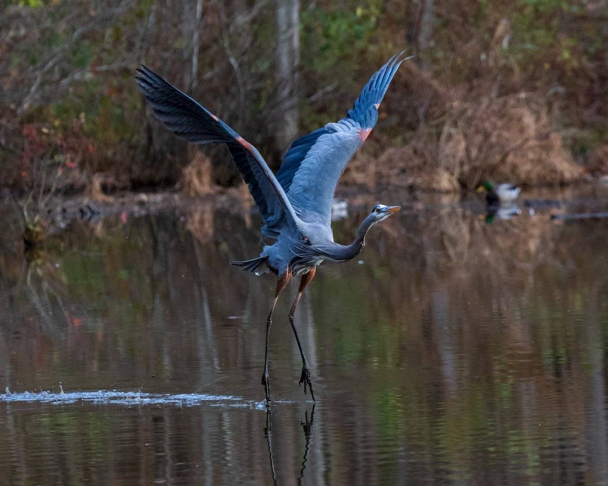 , Леонид Дьяченко