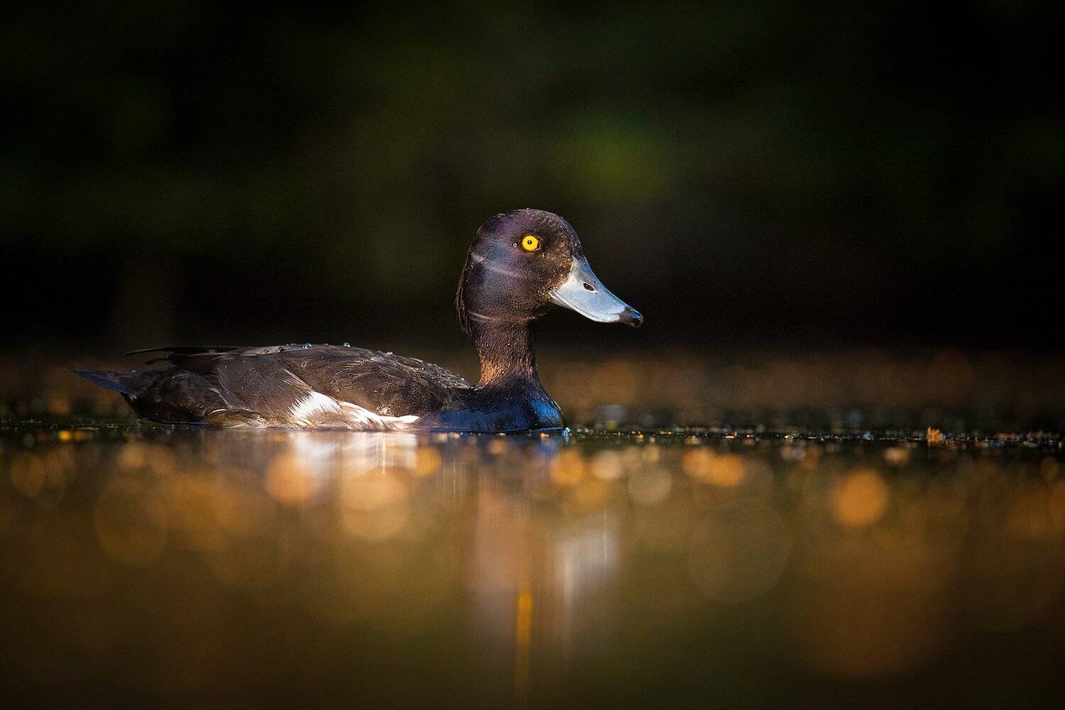 Tufted duck. Автор: Robert Adamec , Robert Adamec
