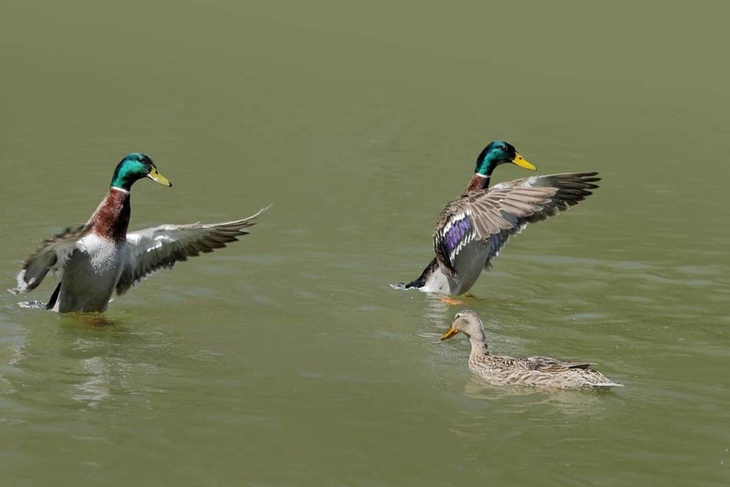 , Георги Славов
