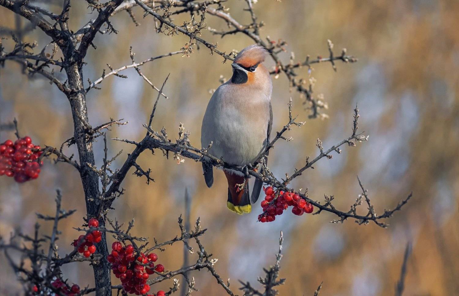 птица, свиристель, зима, облепиха красная,, Марина Мочалова