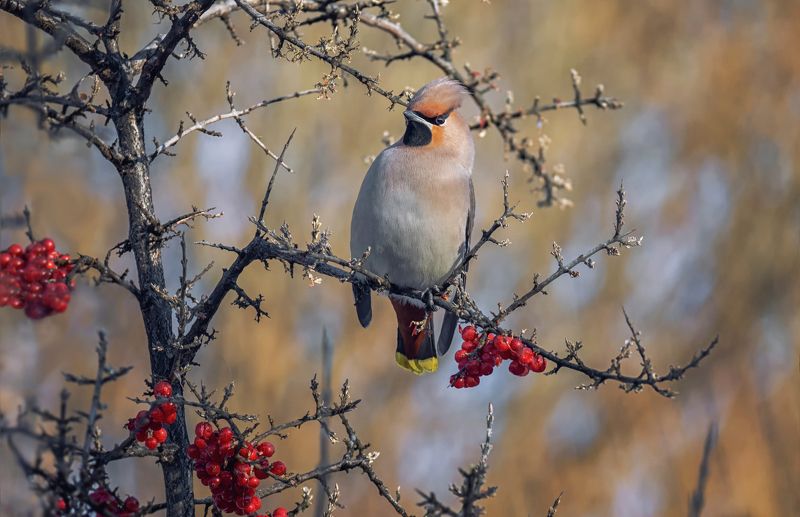 птица, свиристель, зима, облепиха красная, Свиристель ..  (февраль) фото превью