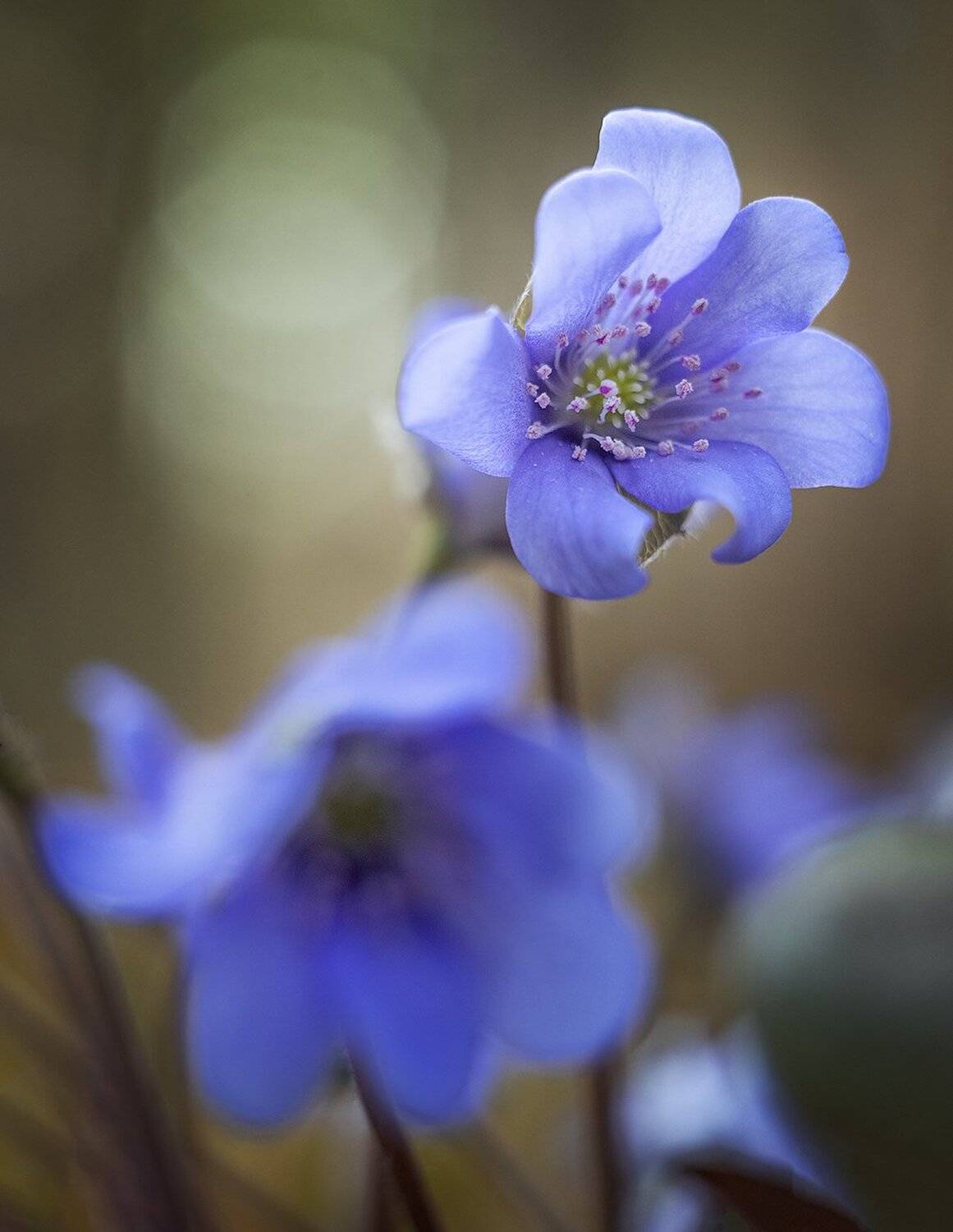 , Николай Андреев