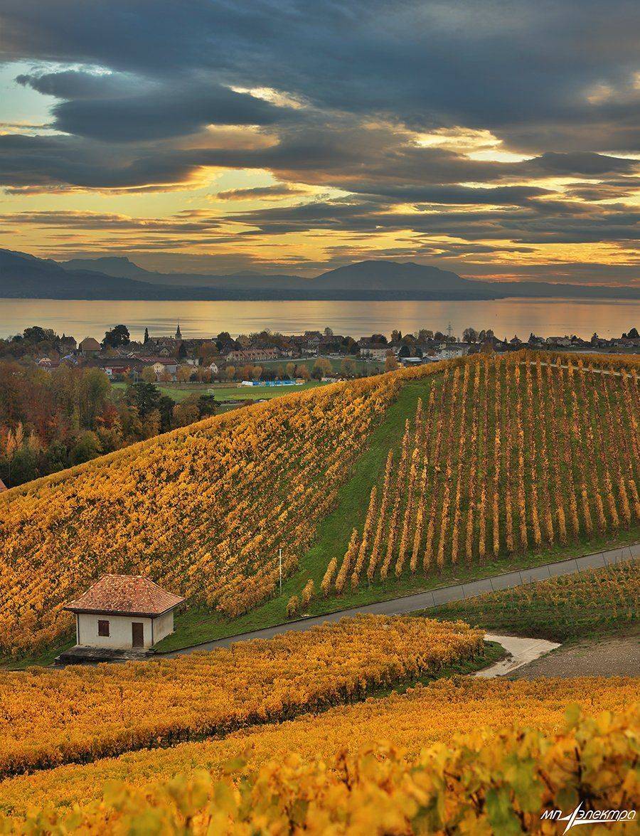 swiss, Матвеев Николай