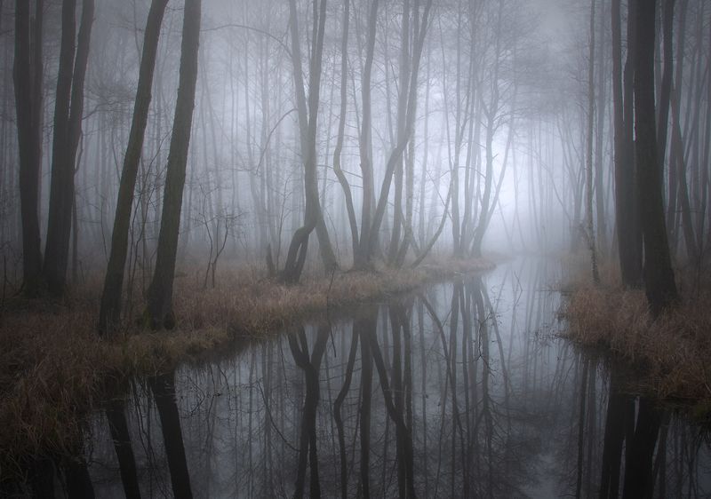 in a forest climate... фото превью