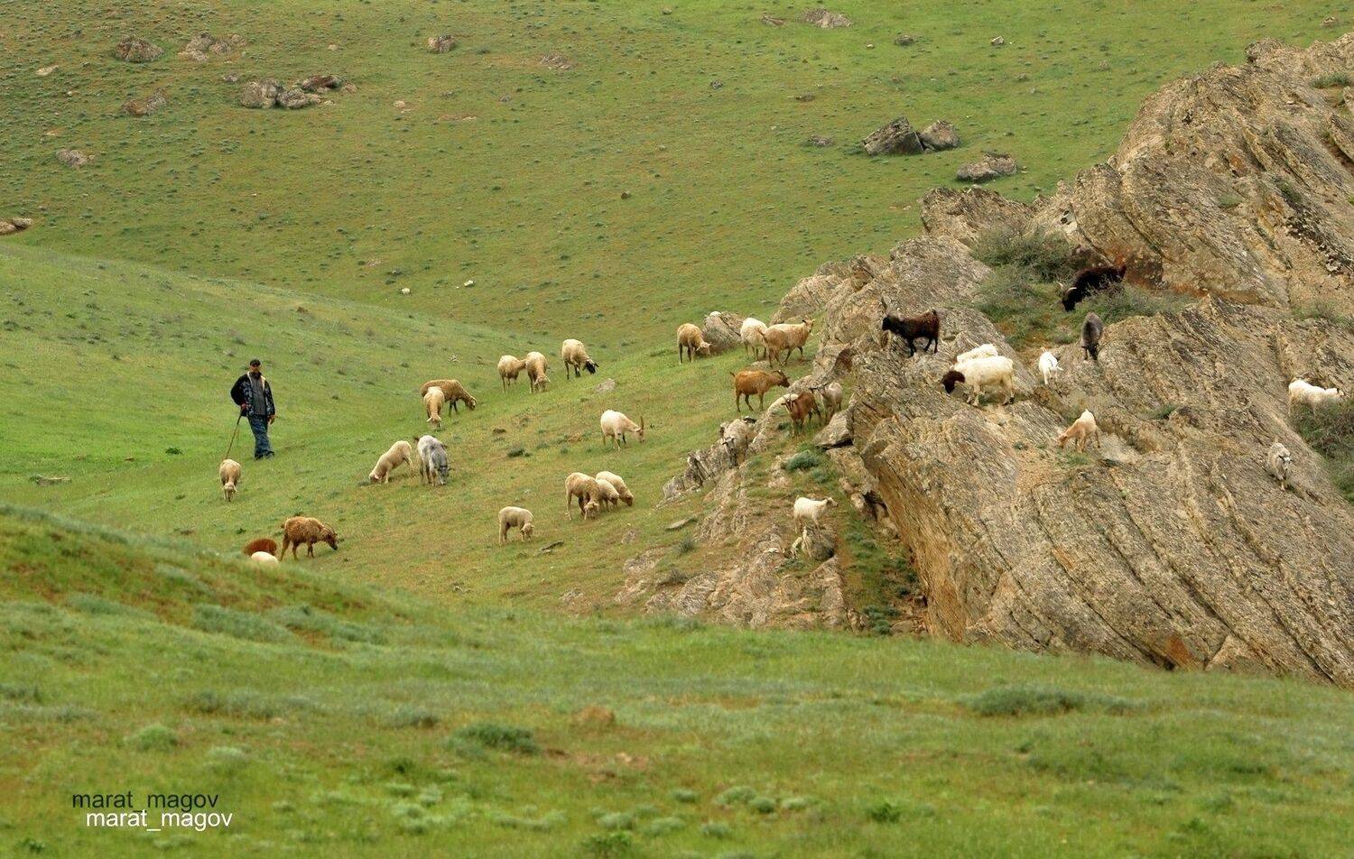 пастух,отара,горы,вершины,пейзаж,небо,деревья,дагестан,природа, Marat Magov