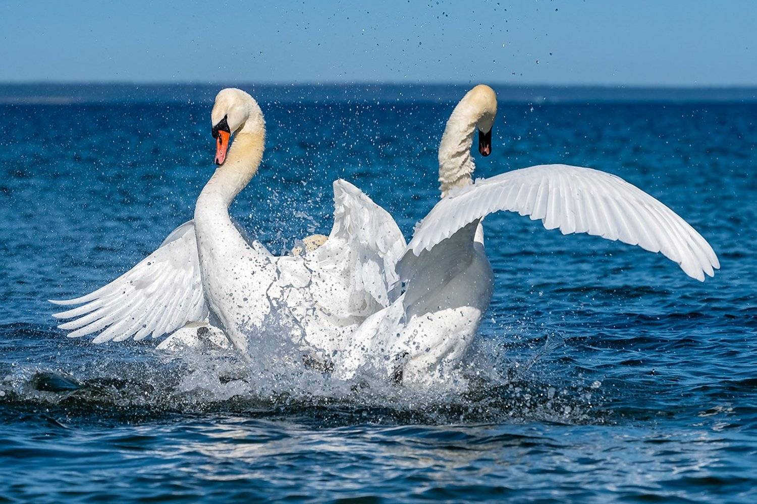 , Александр Абросимов