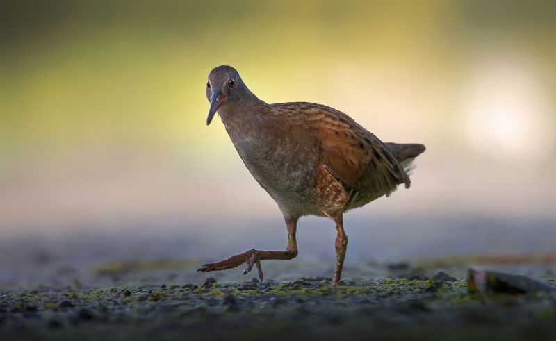 wodnik фото превью