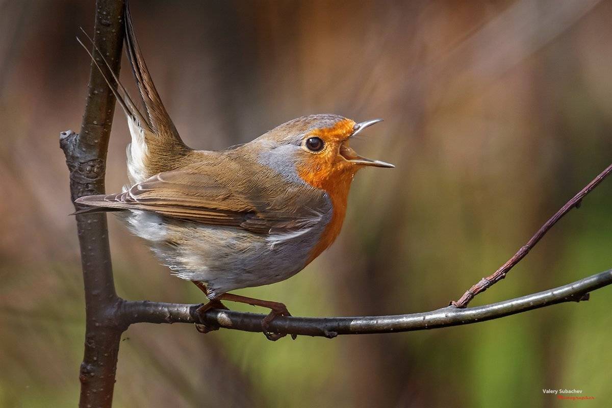 , Валерий Субачев