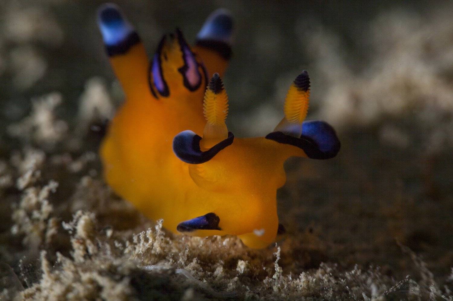 подводное фото подводный мир хургада египет жогло zhoglo красное море, Юрий Перевозников