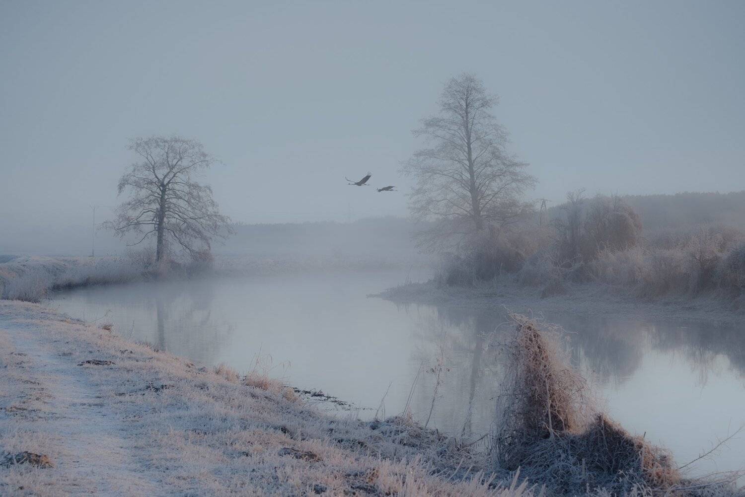 hazy, landscape, morning, sky,herons, fog, trees, nature, winter, river, gwda, nikon, light, mist, mirror, winter, ground frost, birds,, Krzysztof Tollas