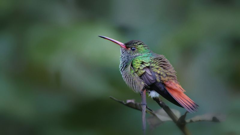 Коричневохвостая амазилия фото превью