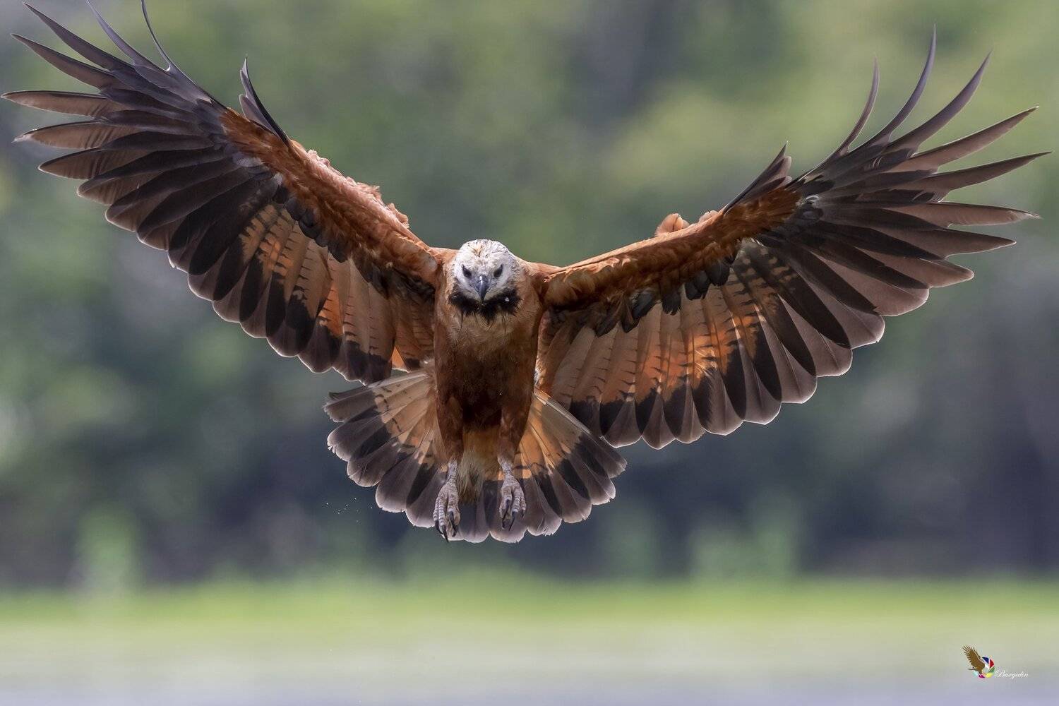 , Fernando Burgalin Sequeira