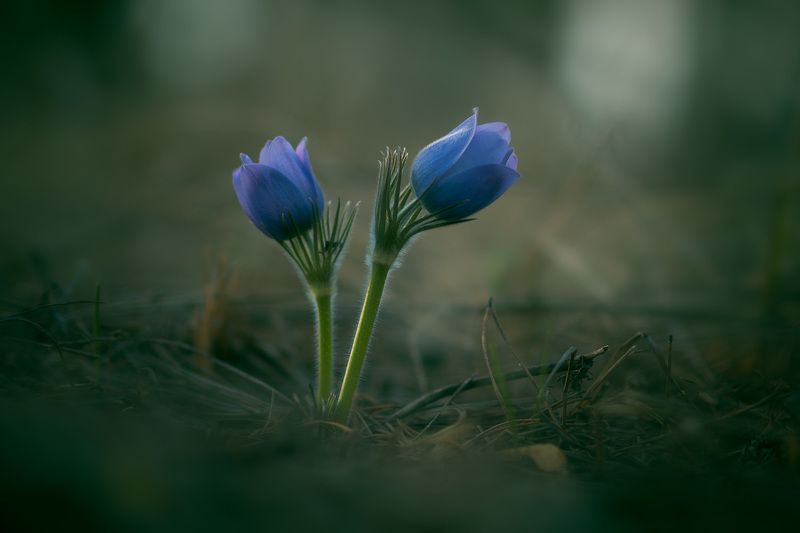 прострел раскрытый, сон-трава, первоцветы, цветы, flowers, primulas, pulsatilla patens Сон-трава (прострел раскрытый) фото превью