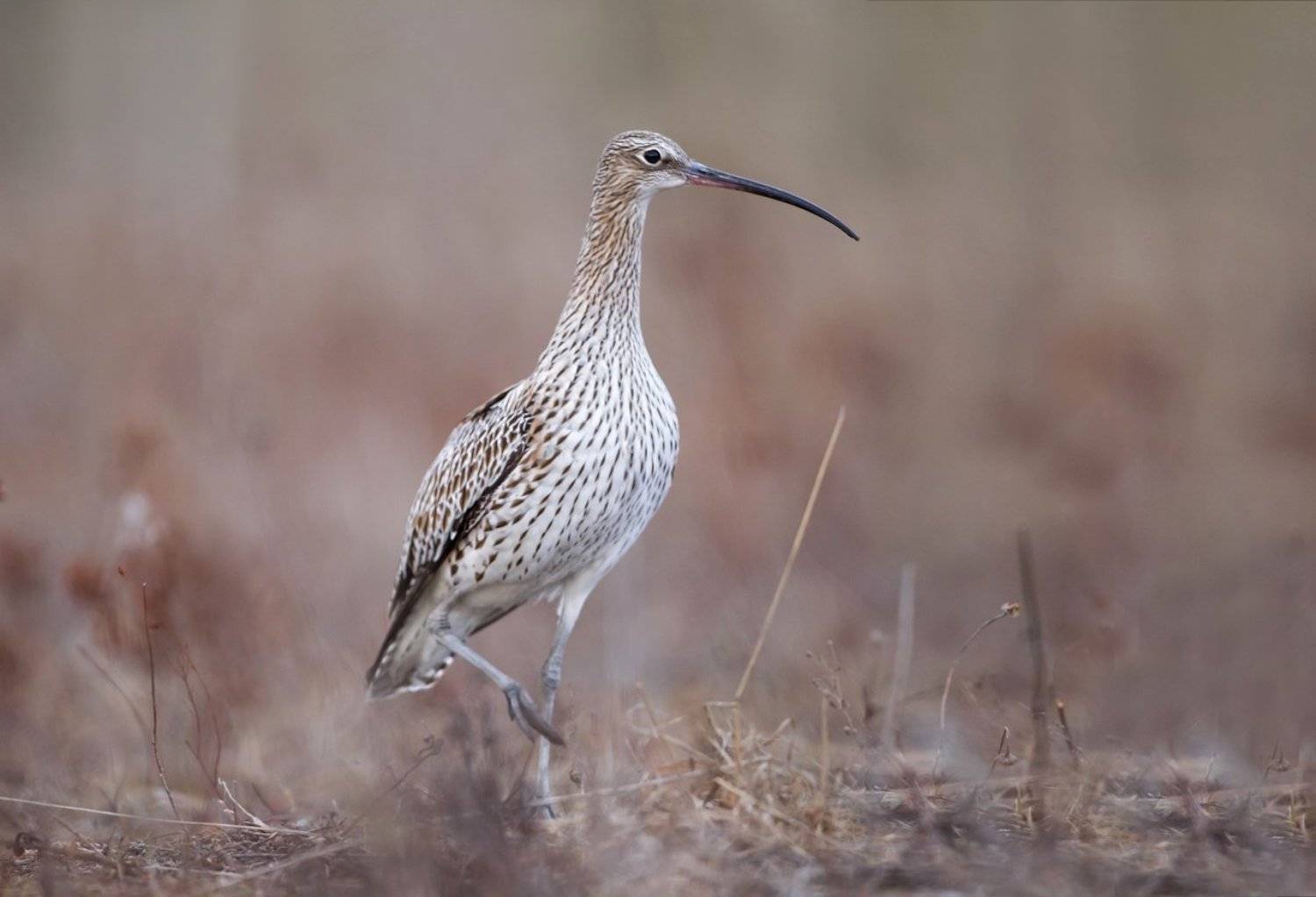 кроншнеп, птица, животные, nature, природа, Vyacheslav Lozhkin