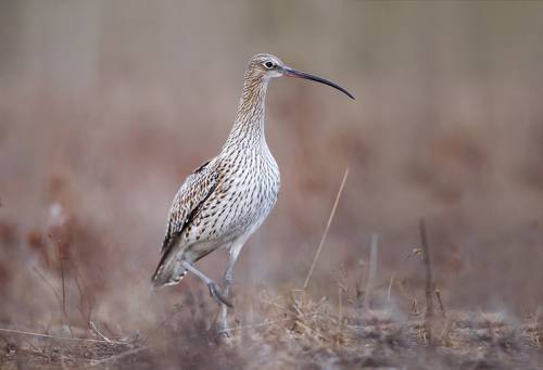 Большой Кроншнеп