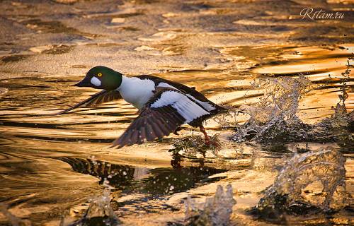 Бегущий по золотым волнам / Running on golden waves