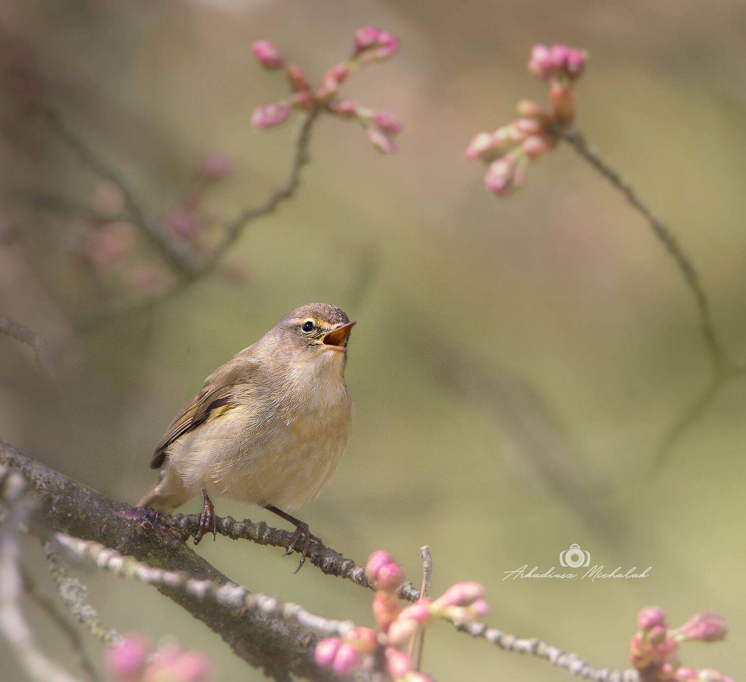 , Arkadiusz Michalak