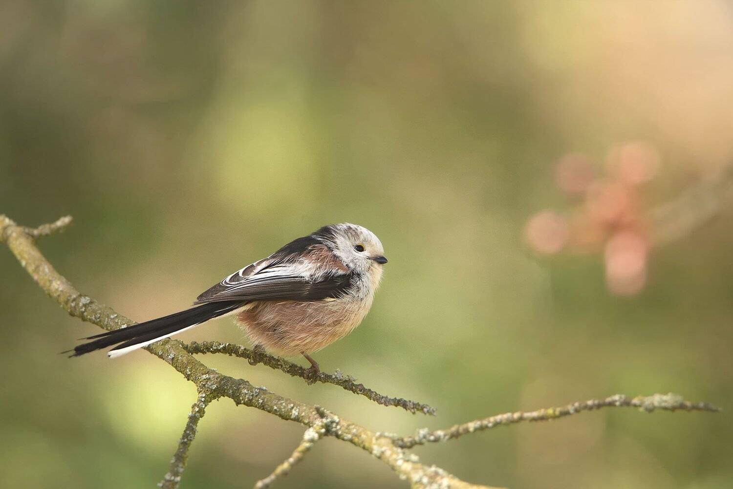 , Arkadiusz Michalak