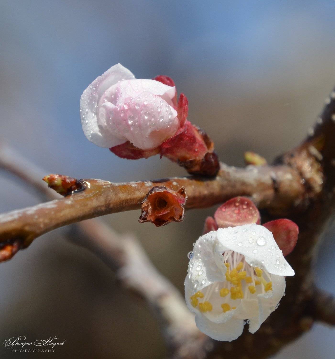 апрель .утро, абрикос. цветение, роса, Валерий Наумов