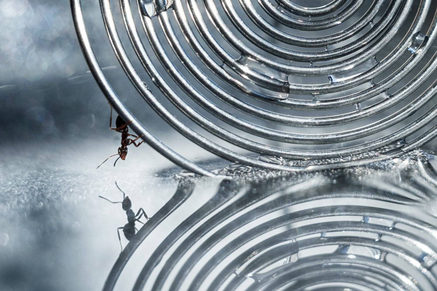 , Воинкова Ирина