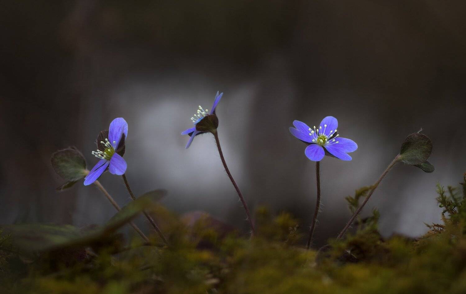 макро,природа,цветы,флора,весна,подснежники,печоночница хепатика,, Антонина Яновска
