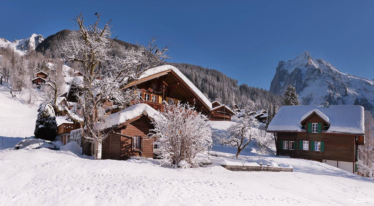 swiss, Матвеев Николай