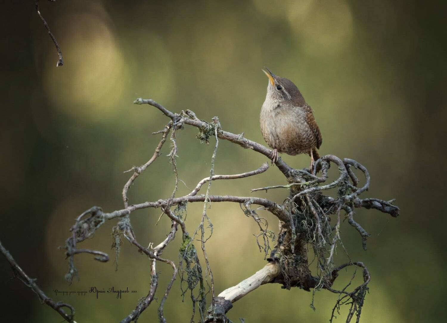 крапивник, подкоренник, задерихвост, бурелом, корни, Юрий Андреев