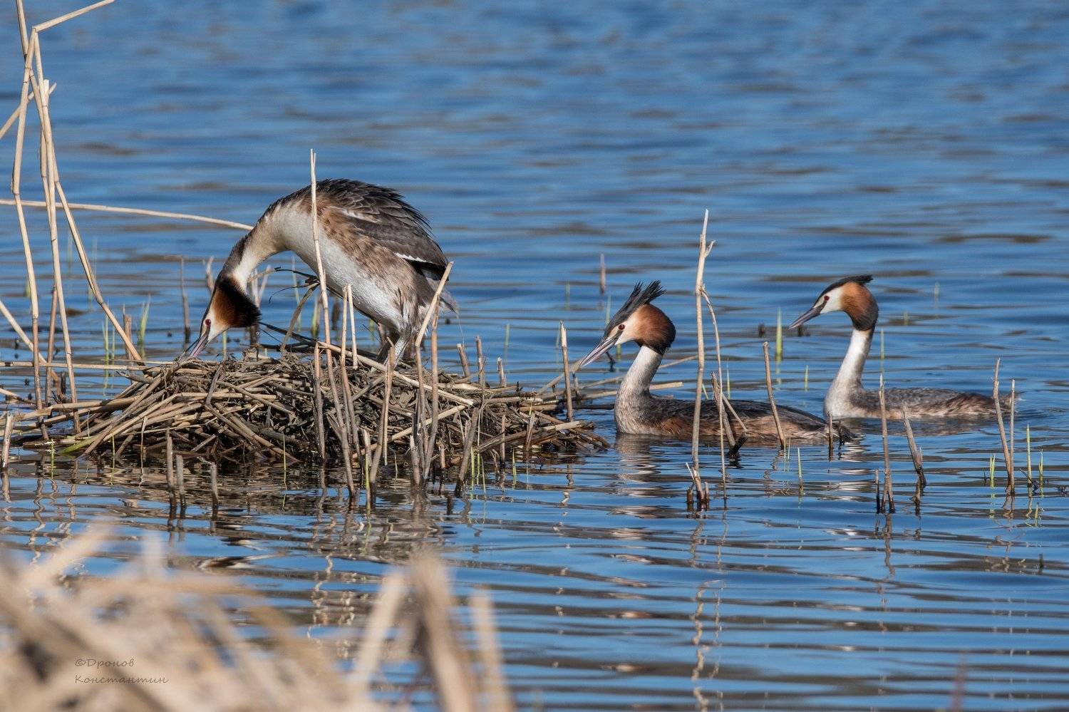 чомги, большие поганки, птицы, фотоохота, Дронов Константин