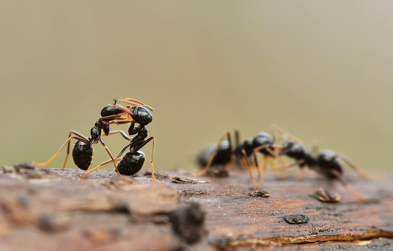 Разборки на районе :) фото превью