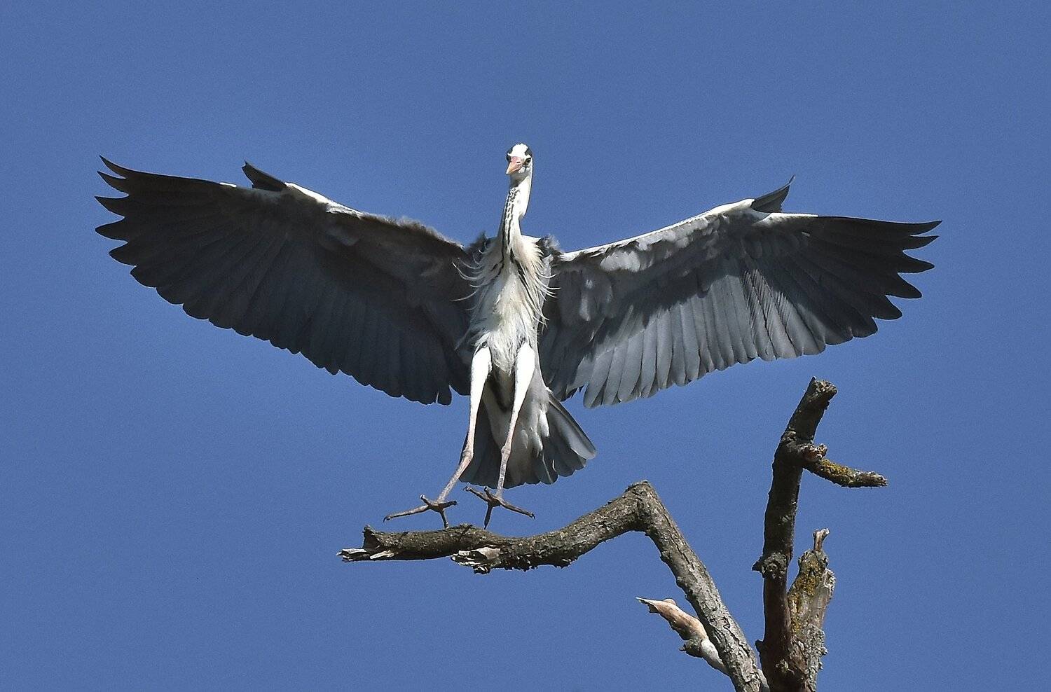 , Макеев Алексей
