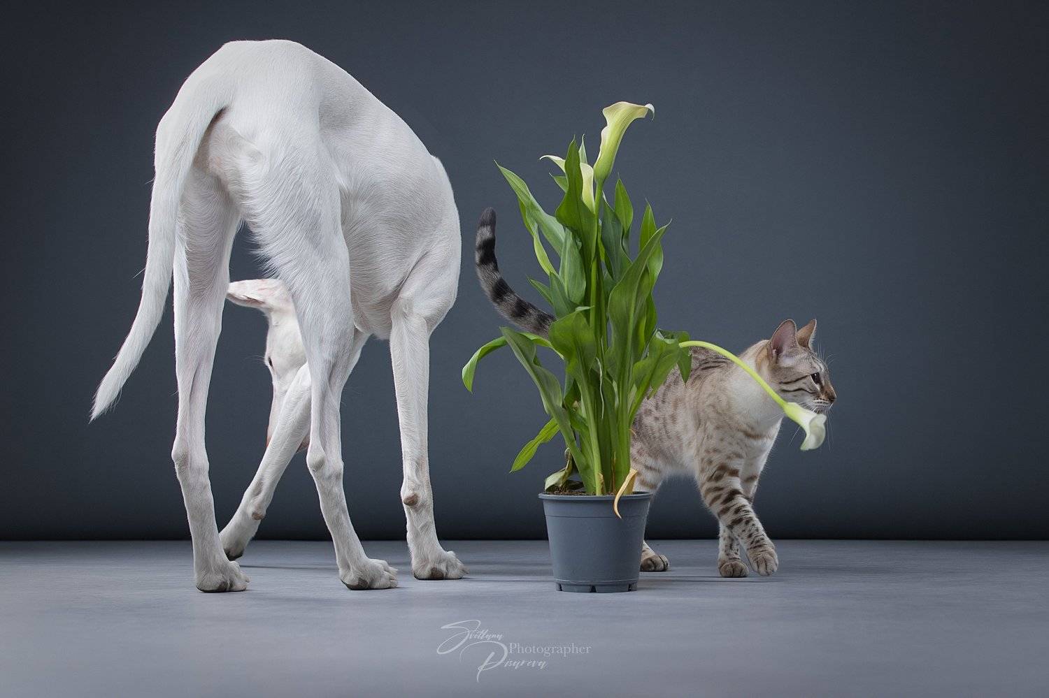 , Светлана Писарева